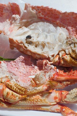 WOLFGANG TILLMANS
