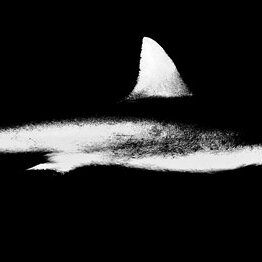 As I See It with Bruce Helander – Shark Tale