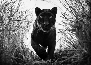Samuel Lynne Galleries Presents David Yarrow: Relentless