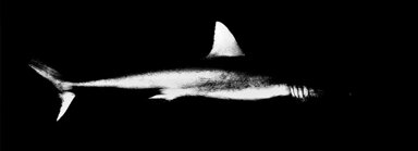 As I See It with Bruce Helander – Shark Tale