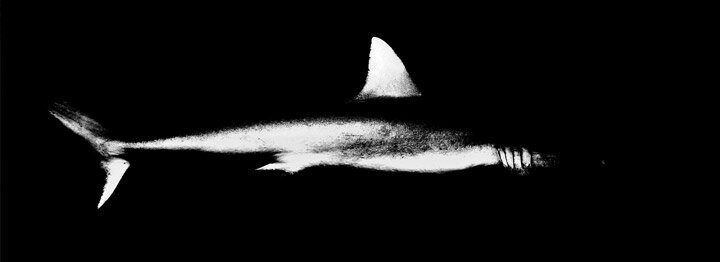 As I See It with Bruce Helander – Shark Tale