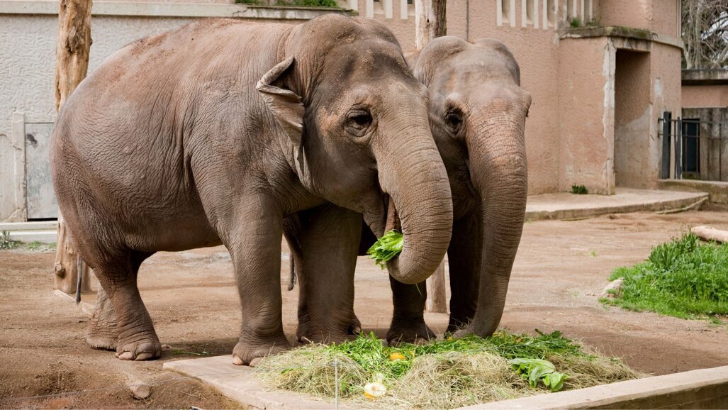 ACTA en Dierenpark Amersfoort onderzoeken ontlasting huisdieren
