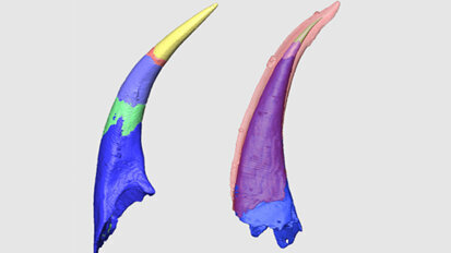 Die Ursprünge der ersten Fische mit „Zähnen“
