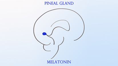 II Workshop sulla Ghiandola Pineale: “Melatonina: applicazioni cliniche”