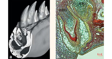 ADF 2016 - conférence B34 : Les lauréats de l’IFRO