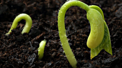 Les graines germées sont à l'origine des infections par Escherichia coli entéro hémorragique (ECEH)