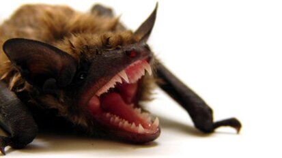 GPS brengt vleermuizengebit in kaart