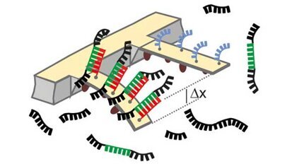 Neu: Krebs-Diagnose durch Nanosensoren Neu: Krebs-Diagnose durch Nanosensoren