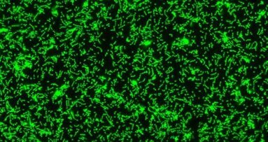 Mucina salivar tem papel ativo no combate às cáries