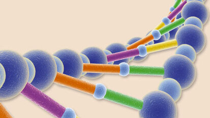 Neue Genorte für Spaltbildung im Gaumen entdeckt