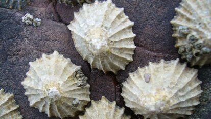 Tand van zeeslak is sterkste natuurlijke materiaal