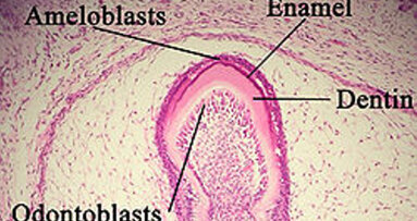 L’oestrogène et le bisphénol A stimulent la prolifération d'améloblastes