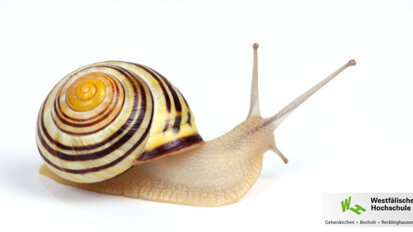 Hochschule sorgt mit Schneckentechnik für sauberere Zähne