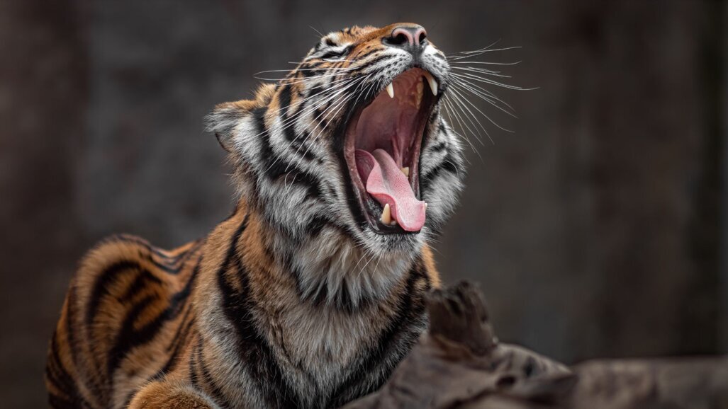 Column Richard Mastwijk: De tandeloze tijger