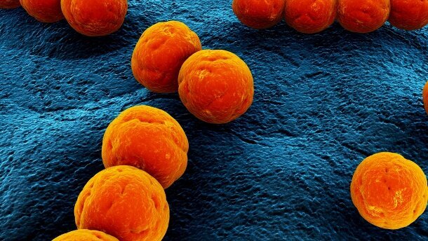 Enzym reinigt Karieserreger