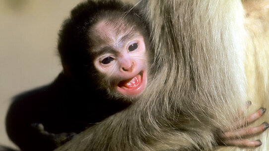 Stem cells from monkey teeth stimulate growth of brain cells