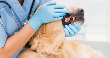 Zahnspangen für Hunde – So klappt es wieder mit dem Beißen