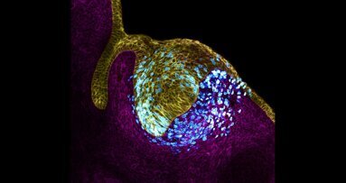 Zahnwachstum: Zell-Organisatoren unter Druck