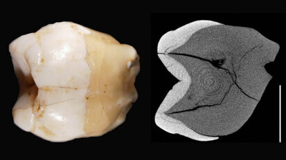 Discovery of fossilised teeth in Indonesia stirs up old debate