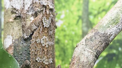 Biomimética de Instagram