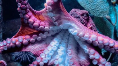 Ново решение за закрепване на зъбни протези е вдъхновено от октопода