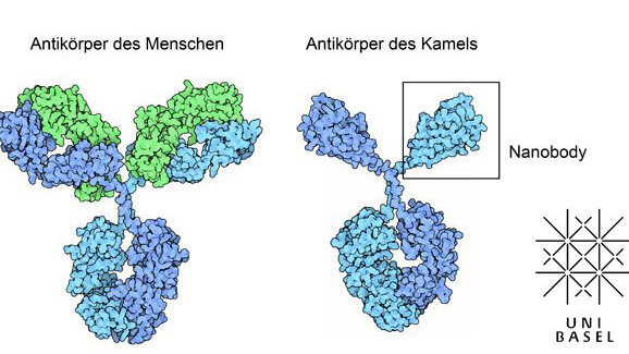 Neue Forschungsansätze durch Nanobodies
