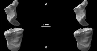 Fossil teeth trace human lineage to rat-like creature