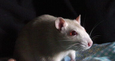 Molecule stops caries in lab rats