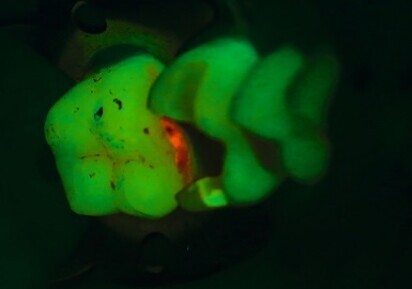 Fluorescence Mode of ZEISS EXTARO 300