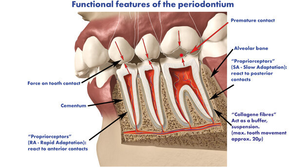 L’importanza dell’occlusione