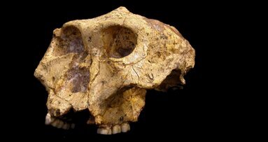 Zähne verraten viel über den Lebensradius unserer Vorfahren