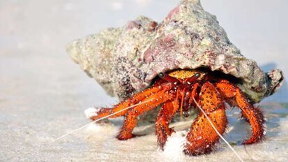 Medikamente aus ­Krabbenschalen