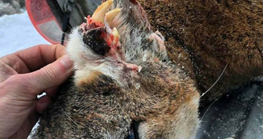 Berglöwen wächst zweites Gebiss am Kopf