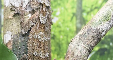 Biomimética de Instagram