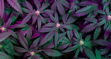 Intoxicated at dental appointment: Can marijuana use hinder dental treatment?