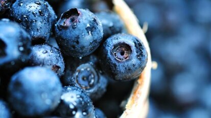 O extrato de mirtilo: um agente promissor para a nova terapia periodontal