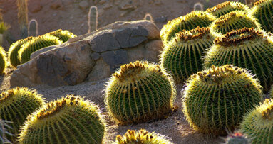 AAIP holds 31st annual meeting, ‘Implant Update — 2013’