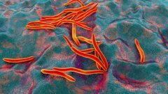 Проучване свързва бактерия от устната кухина с възникването и прогресирането на рака на гърдата