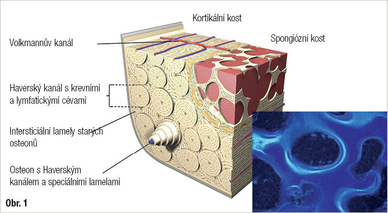 Augmentace kosti s kompaktou a spongiózou (vlevo). Sekvenční značení tetracyklinem u králíka ve dvou různých fázích znázorní kostní strukturu podobnou skořápce.