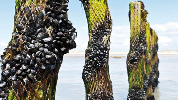 Muschelproteine für die Implantatmedizin