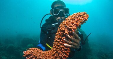 对于海参基因组的成功破译有助于组织再生研究的进展