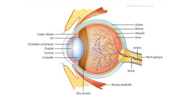 « Vision et nutrition pertinente », rôle « à la loupe » de Lutéine et Zéaxanthine