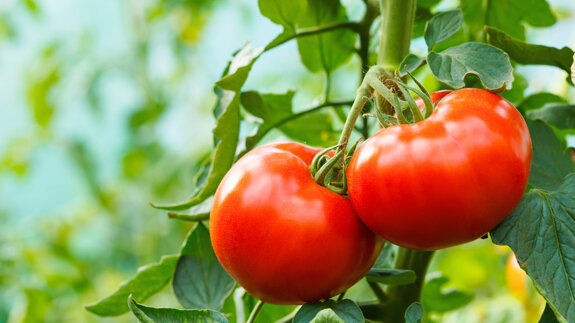 Tomato nutrient may protect certain older adults from severe periodontitis—study