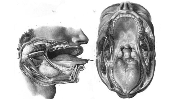 La odontología perdió el norte