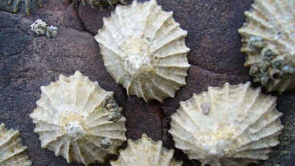 Tand van zeeslak is sterkste natuurlijke materiaal