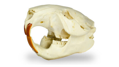 Struktur von Biberzähnen gibt Rückschlüsse für Prophylaxe