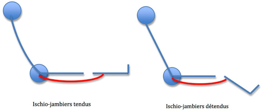 Fig 3 : Mise en tension des muscles ischio jambiers en position assise. (Illustration : Dr David Blanc)
