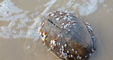 Nature-inspired method may advance biocompatibility of implants