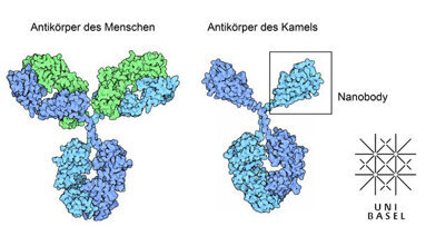 Neue Forschungsansätze durch Nanobodies
