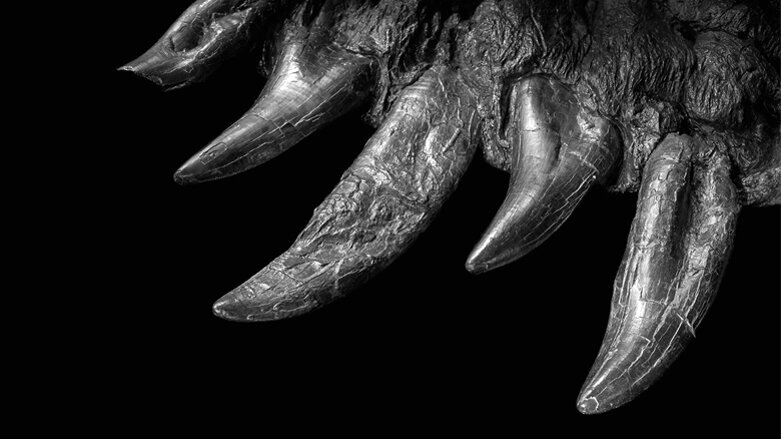 Dinos brauchen keinen Zahnarzt